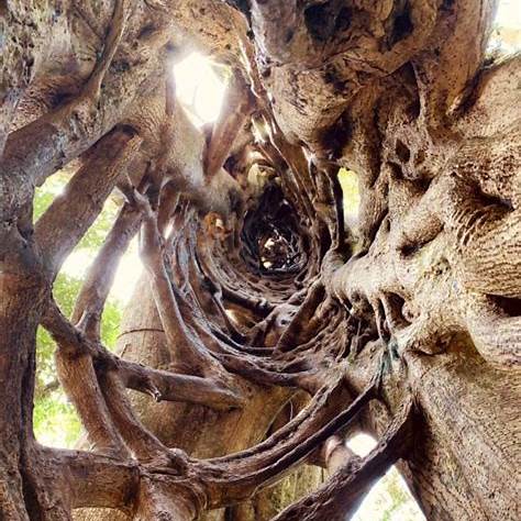 Se Percher dans un Arbre Gigantesque (Costa Rica)